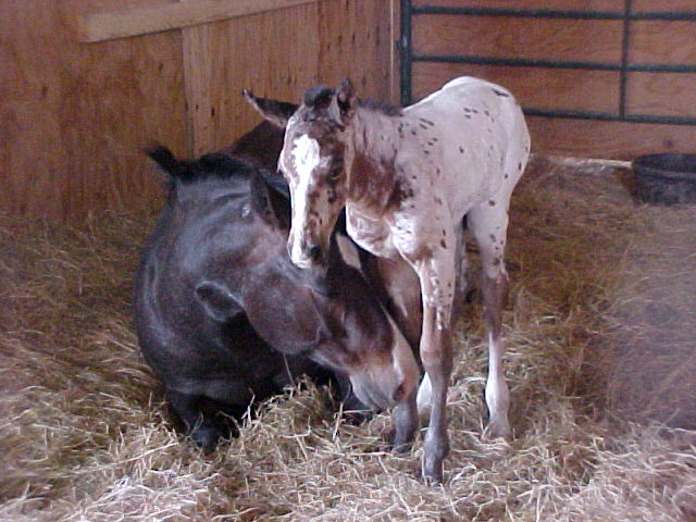 Daniel's Pony